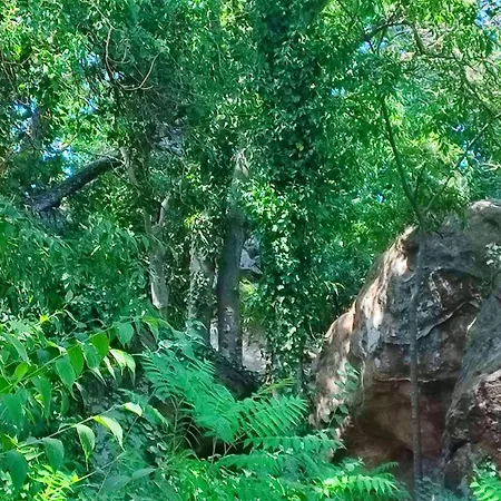 Un Pied Dans La Forêt La Capelle-et-Masmolene
