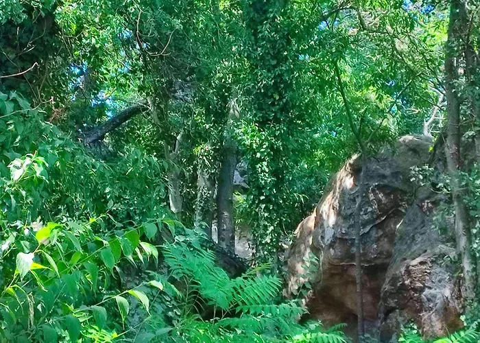 Un Pied Dans La Foret La Capelle-et-Masmolene